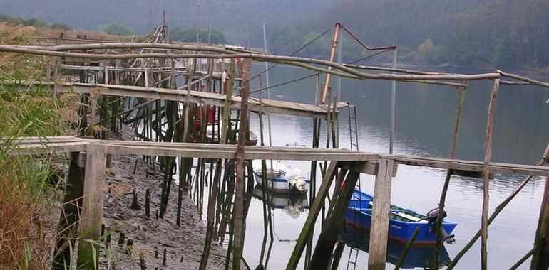 Ecologistas de Asturias rechazan la próxima campaña de angula, para la que pidieron una veda