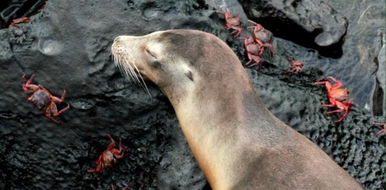 Milagros en Islas Galápagos: nacimiento de lobos marinos (VIDEO)