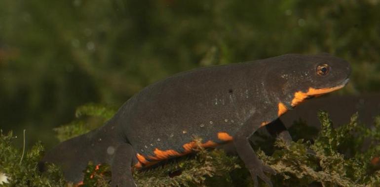 Un hongo de origen asiático amenaza a las salamandras y tritones europeos