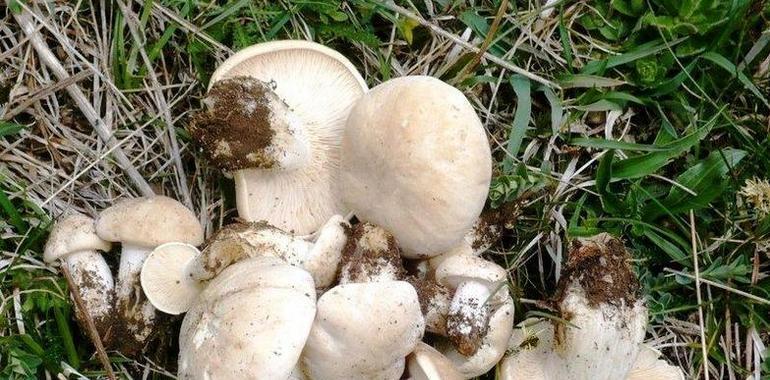 Los mejores bocados del paraíso micológico en la Comarca del Nora