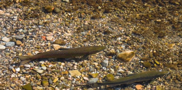 Los salmónidos asturianos disminuyeron en tamaño y edad media