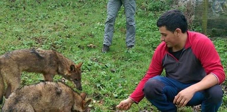 Ecologistas difunden fotos para demostrar las visitas privadas a los lobos de Belmonte