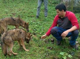 Ecologistas difunden fotos para demostrar las visitas privadas a los lobos de Belmonte