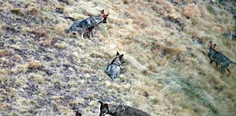 El PP pedirá el Gobierno un censo actualizado del lobo para "gestionar" mejor la especie