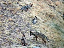 El PP pedirá el Gobierno un censo actualizado del lobo para "gestionar" mejor la especie