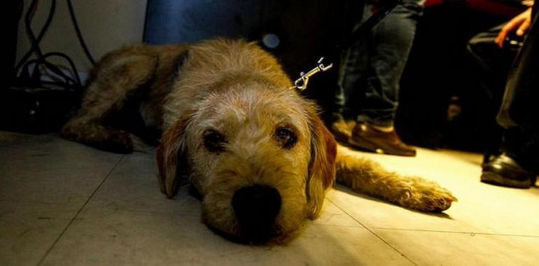 Arthur: El perro sin hogar que conmovió a Suecia (VIDEO)