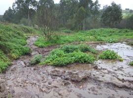 Ecologistas denuncian una laguna de vertidos de purines junto a una carretera de Corvera