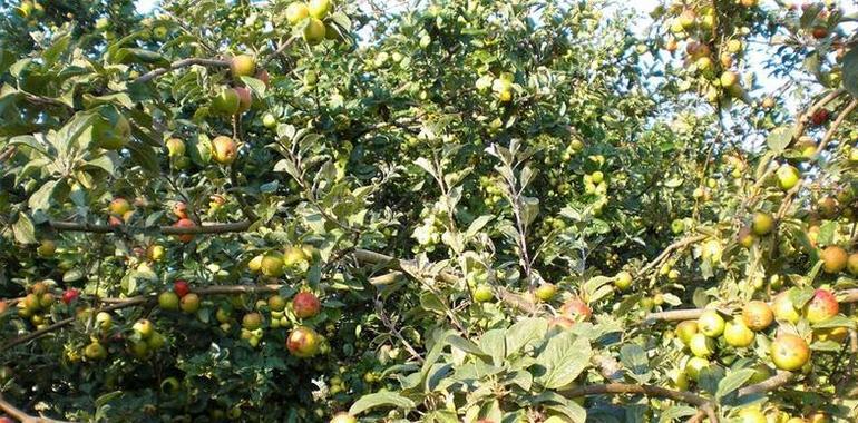 FORO pedirá explicaciones en el Parlamento por la recogida de la manzana del Serida