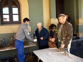 Tineo reparte dos mil frutales entre vecinos del concejo