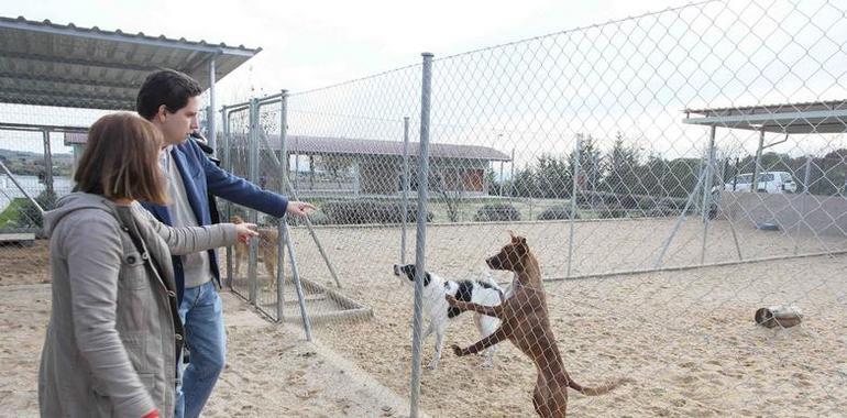 Aumenta un 40 por ciento la #adopción de #perros y #gatos en Madrid