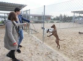 Aumenta un 40 por ciento la #adopción de #perros y #gatos en Madrid