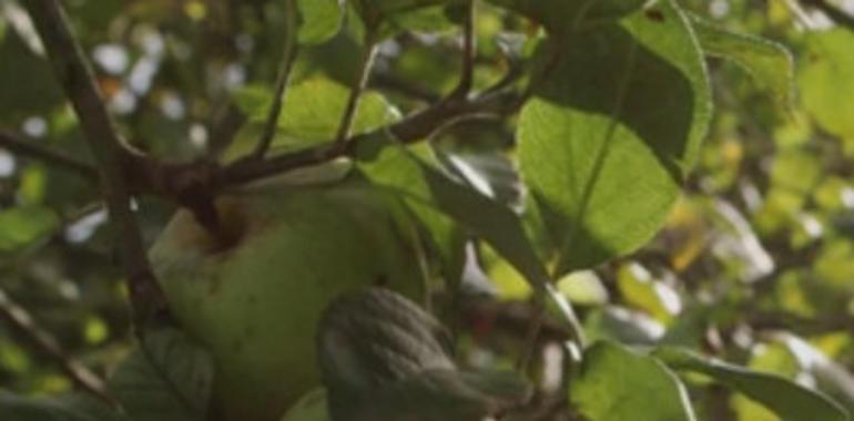  The Apple Grower - Harvest Time