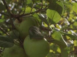  The Apple Grower - Harvest Time