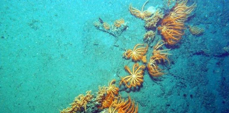 Protección especial para los cañones submarinos de Avilés