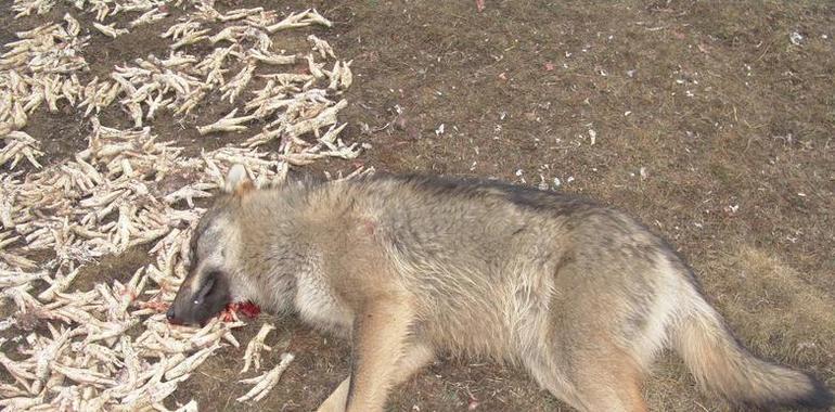 Más de 200 ganaderos asturianos acusados de #estafa en #daños del #lobo