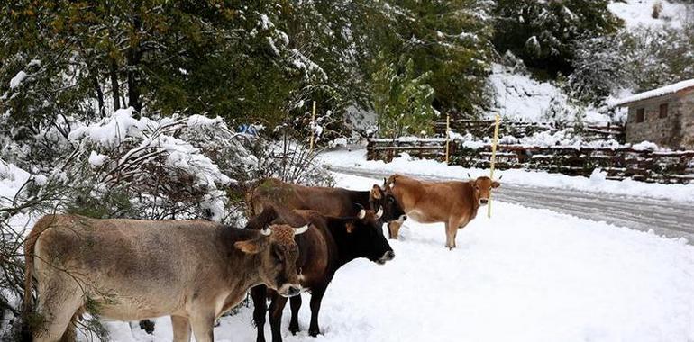 La nevada en Asturias mantiene siete puertos de montaña con cadenas