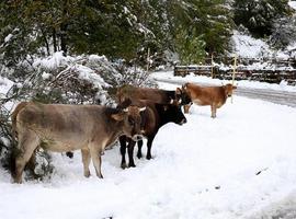 La nevada en Asturias mantiene siete puertos de montaña con cadenas