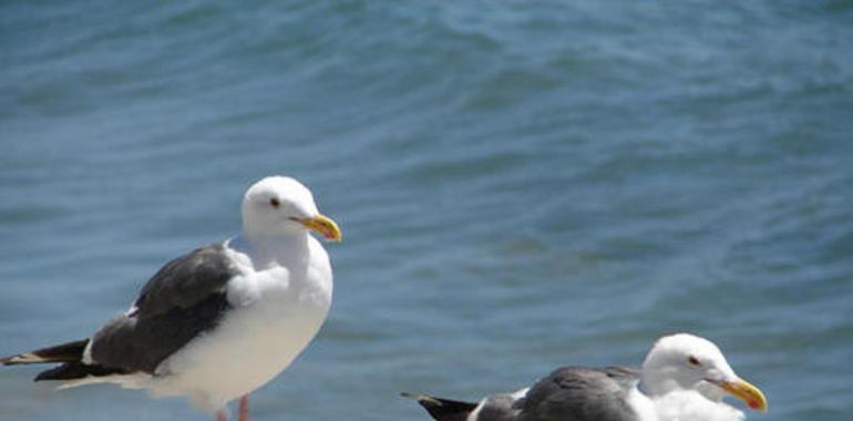 Avilés gastó 39.863€ en 2014 para el control de las 83 parejas de gaviotas con nido en la villa