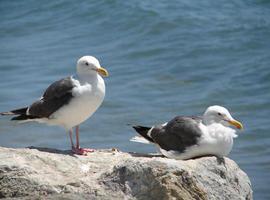 Avilés gastó 39.863€ en 2014 para el control de las 83 parejas de gaviotas con nido en la villa