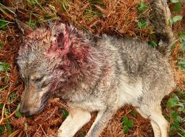 Ecologistas acusan al Principado de permitir que 200 ganaderos cobren 2 veces los daños del lobo