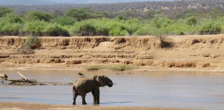 Alertan de que la #masacre de #elefantes en #África está fuera de control