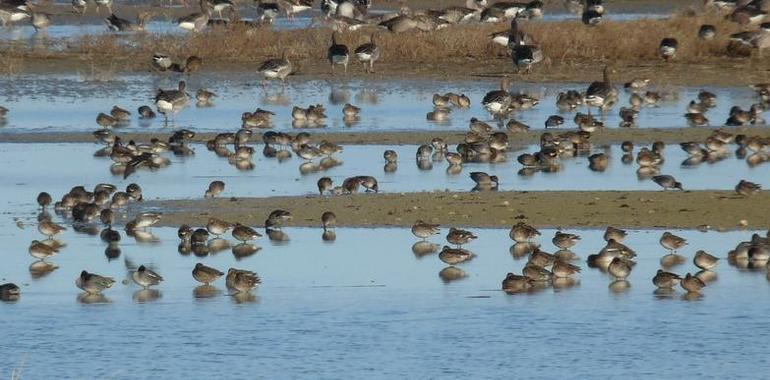 Las #aves #migratorias llegan a las #Lagunas de #Villafáfila