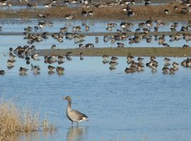 Las #aves #migratorias llegan a las #Lagunas de #Villafáfila