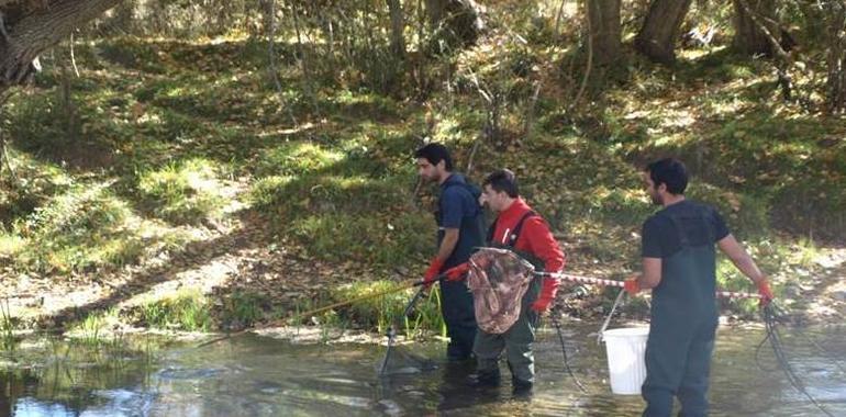 Investigadores españoles detectan fuertes niveles de insecticidas en los peces de río