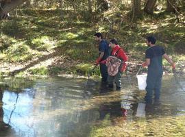 Investigadores españoles detectan fuertes niveles de insecticidas en los peces de río