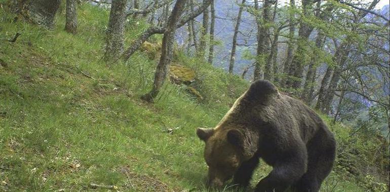 La salud genética del oso pardo de la Cordillera Cantábrica mejora por sus migraciones 