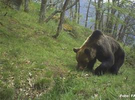 La salud genética del oso pardo de la Cordillera Cantábrica mejora por sus migraciones 