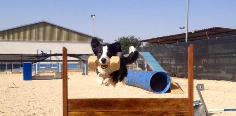 Prueba deportiva de OCI para perros en Centro Canino Trisquel, Castrillón