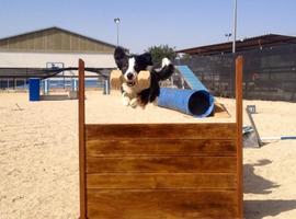 Prueba deportiva de OCI para perros en Centro Canino Trisquel, Castrillón