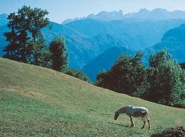 Vía libre a la ampliación del #Parque de #Picos sobre las #Peñamellera