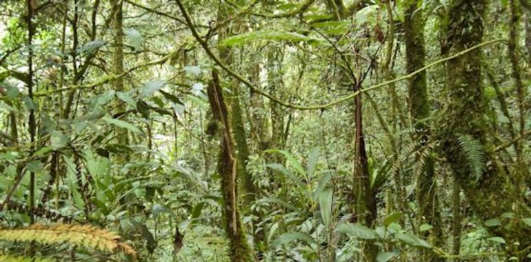 Los bosques tropicales absorben más CO2 para compensar el calentamiento 