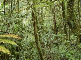 Los bosques tropicales absorben más CO2 para compensar el calentamiento 