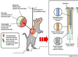 Consiguen hacer andar a ratones paralíticos mediante un implante