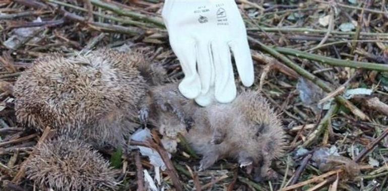 #ANADEL pide parar matanza de erizos en un solar de Gijón 