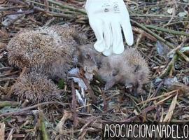 #ANADEL pide parar matanza de erizos en un solar de Gijón 