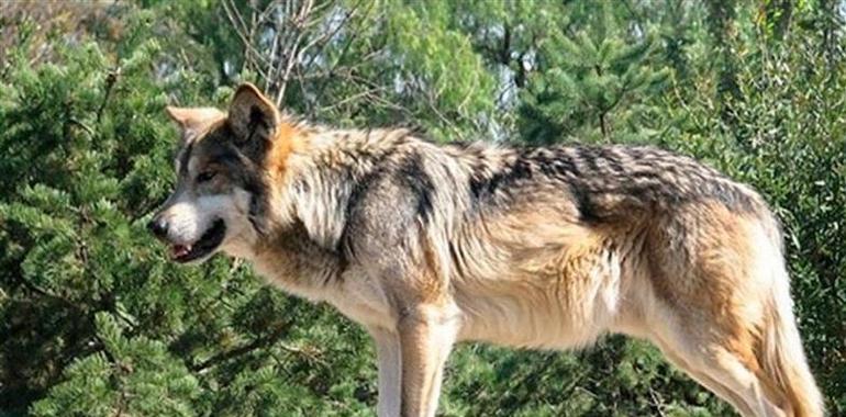 El nuevo plan del lobo en Asturias busca cero daños por ataques