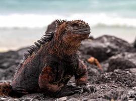 Las #Islas #Galápagos, entre los 20 mejores lugares del mundo para la vida silvestre 