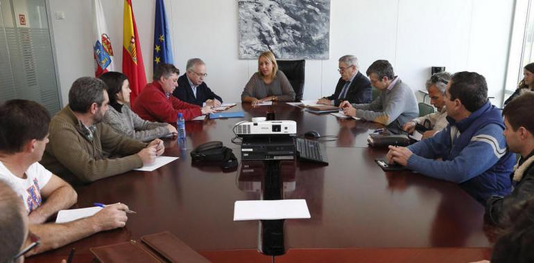 Cantabria prepara una Estrategia Regional que frene la expansión de la #avispa #asiática