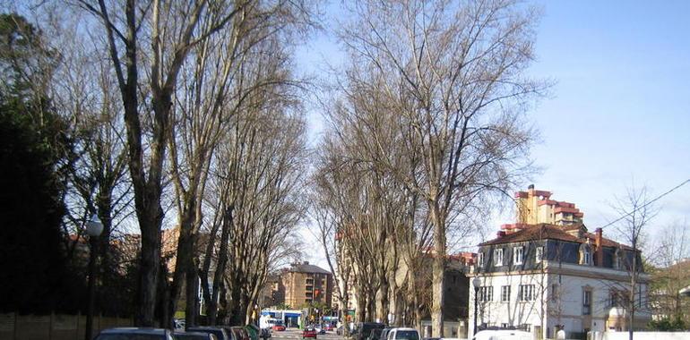 La Coordinadora Ecologista denuncia el arboricidio de los chopos en Gijón