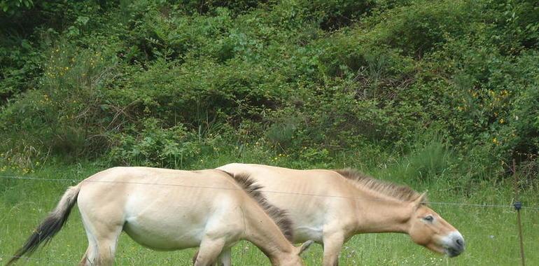  El Parque de la Prehistoria celebra el I Aniversario de la llegada de los caballos Przewalski