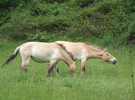  El Parque de la Prehistoria celebra el I Aniversario de la llegada de los caballos Przewalski