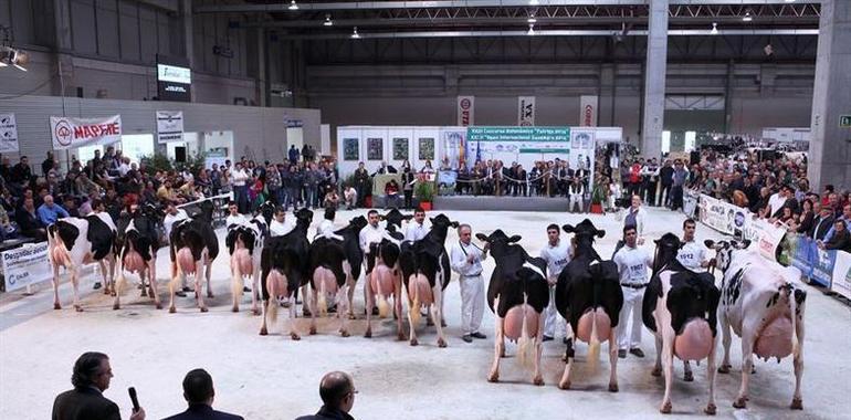 18 frisonas asturianas de alta genética competirán en Galicia en el concurso Cimag-GandAgro 2015