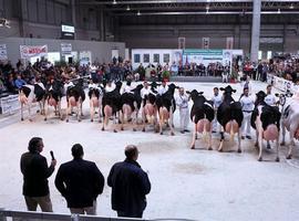 18 frisonas asturianas de alta genética competirán en Galicia en el concurso Cimag-GandAgro 2015