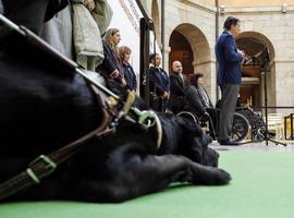 Madrid permite entrar a todos los espacios públicos a los perros de asistencia