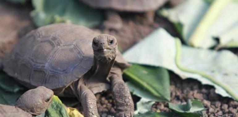 Islas Galápagos, elegidas como Mejor Lugar de Vida Silvestre del mundo  