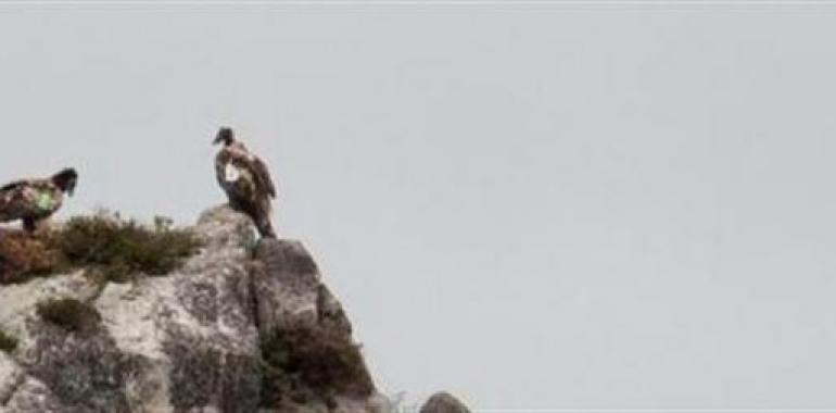 Aparece muerto otro de los quebrantahuesos liberados en julio en los Picos de Europa